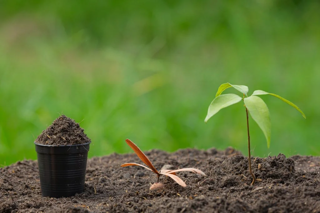 Healthy seedling growing in enriched soil