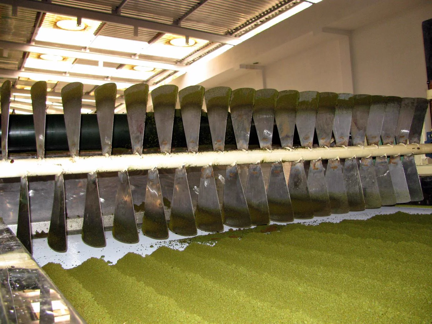Tea leaf moving through industrial processing equipment